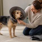 Pet Recovery Cone or Suit: Check Fit and Supervise