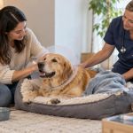 Pet Recovery Space: Practical Checks and Next Steps